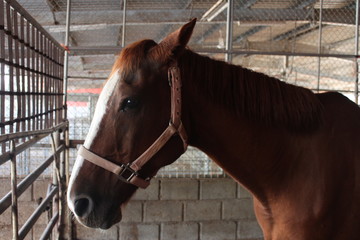 brown horse in the barn