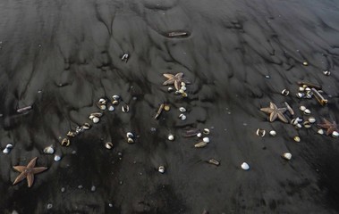 Seesterne und Muscheln nach Ebbe