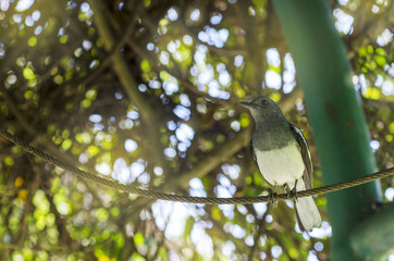 Birds with a blurred image.