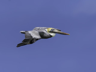  Brown Pelican in Flight on Blue Sky