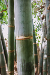 green bamboo closeup