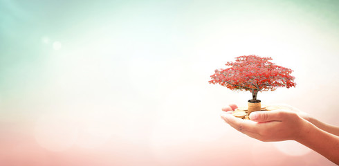 Investment concept: Businessman hand holding red big tree and stack of golden coins over blurred nature background - obrazy, fototapety, plakaty