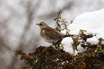 winter thrush stands on a bush in the garden