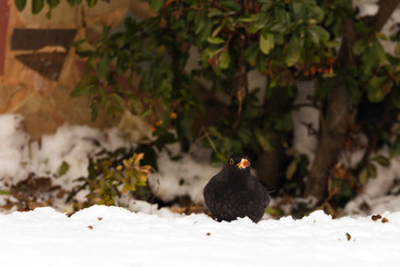 blackbird on snow looking for food