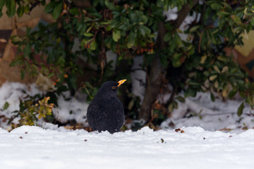 blackbird on snow looking for food
