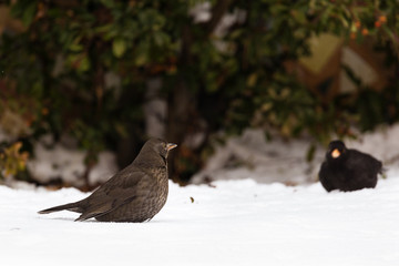 blackbird on snow looking for food
