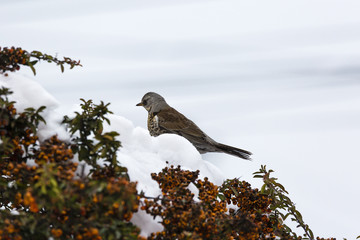 winter thrush stands on a bush in the garden