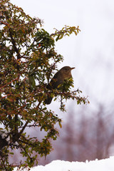 blackbird sits on a branch in the garden