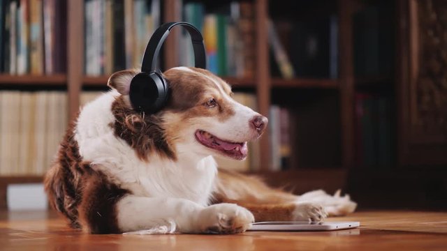The dog enjoys a tablet in the library, listening to music on headphones. Cute pets concept