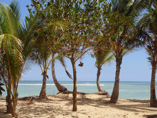 Paradise view of the ocean, palm trees.