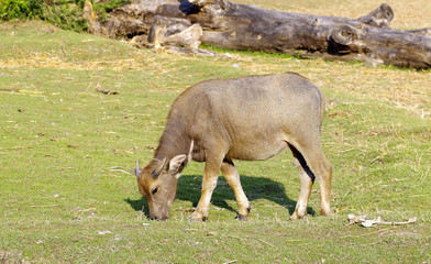 Fototapeta premium Thai buffalo eating grass on rice farm in Thailand.