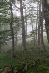 Fototapeta premium Green Forest in fog
