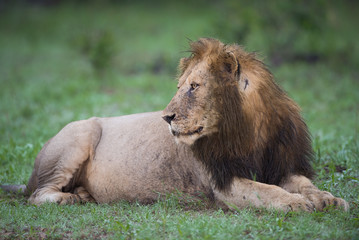 A horizontal, full length, colour image of a muddy lion, Panthera leo, resting after a meal in the Greater Kruger Transfrontier park, South Africa.