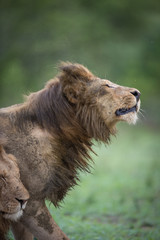 A vertical, colour image of a dirty male lion, Panthera leo, one shaking his mane in the Greater Kruger Transfrontier Park, South Africa.