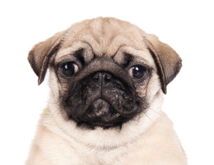 Owner holding cute pug puppy on white background