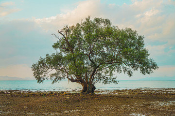 Single green tree at seaside during dusk
