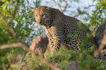 A horizontal, full length, colour photo of a large and angry-looking male leopard, Panthera pardus, sitting in early morning side light on a termite mound in the Sabi Sand game reserve, South Africa.