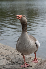 Gans entsetzt