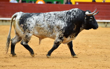 toro 