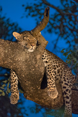 A vertical, colour photo of a sleeping leopard, Panthera pardus, in a tree against a vibrant blue sky in the Sabi Sand game reserve, South Africa.