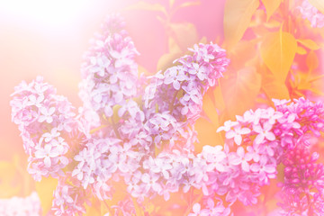 art background sunny toned lilac blossoming flowers