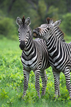 A vertical, colour image of two zebras, Equus burchellii, interacting in a green clearing in the Greater Kruger Transfrontier Park, South Africa.