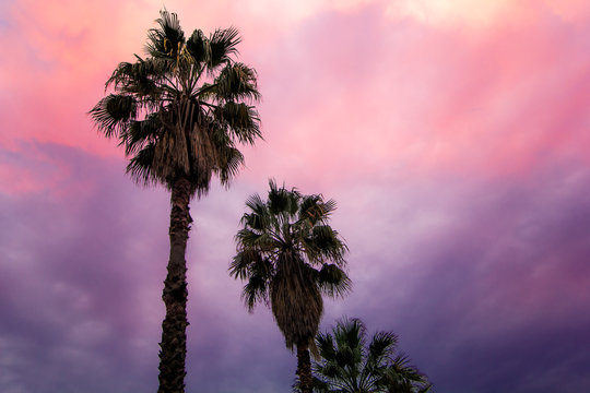 palm trees on the background of fantastically beautiful sky