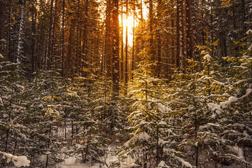 Dense winter forest during sunset.