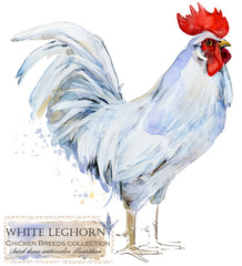 Poultry farming. Chicken breeds series. domestic farm bird  © Елена Фаенкова