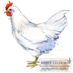 Poultry farming. Chicken breeds series. domestic farm bird 