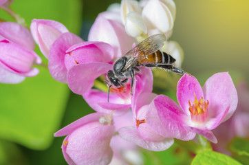 The bee is sucking sweet nectar from pink pollen.