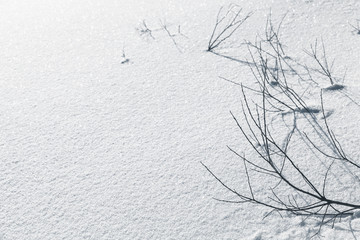 Fototapeta na wymiar Frozen branches with shadows in snow
