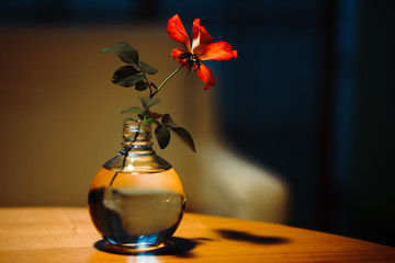 テーブルの上の赤い花