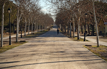 Obraz premium Road with trees without leaves in the park