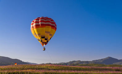 Fototapeta na wymiar colorful hot air balloon flying on beautyful cosmos field 