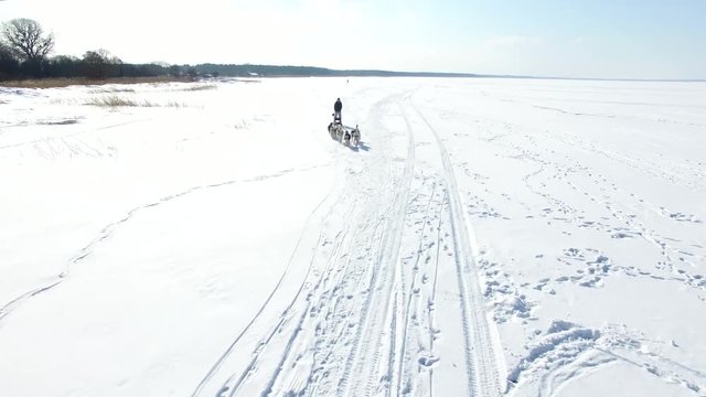 Aerial: Training sled dogs on a frozen bay in winter