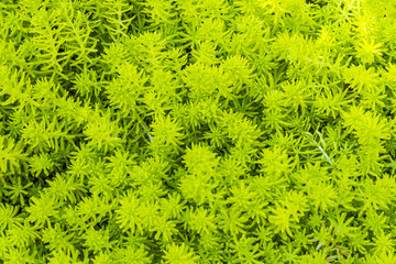 Close up green grass in the garden