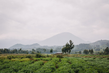 Fototapeta na wymiar vulcano in Rwanda 