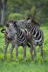 Fototapeta na wymiar A vertical, colour image of two zebras, Equus burchellii, interacting in a green clearing in the Greater Kruger Transfrontier Park, South Africa.