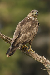 Common Buzzard (Buteo buteo), perched on a trunk, Castile and Leon, Spain.