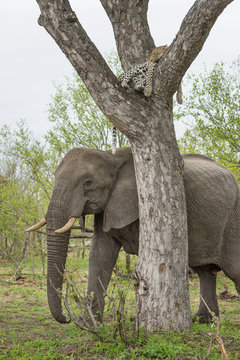 A vertical, colour image of an elephant, Loxodonta africana, walking behind a tree with a sleeping leopard, Panthera pardus, in its branches in Sabi Sand game reserve, South Africa.