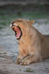 A vertical, colour image of a lioness, Panthera leo, yawning hugely in the Greater Kruger Transfrontier Park, South Africa.