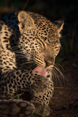 A vertical, colour image of a leopard, Panthera pardus, bathing in side light in the Greater Kruger Transfrontier Park, South Africa.