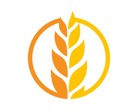 circle yellow paddy wheat barley plant harvest agriculture image vector