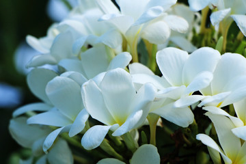 White plumeria blooms in the tropical garden
