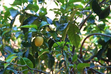 Close up of Lemons hanging from a tree in a lemon grove