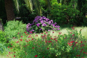Massif de fleurs roses et violettes