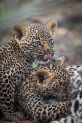 A vertical, close up, colour photo of two tiny leopard cubs, Panthera pardus, nursing in the Greater Kruger Transfrontier Park, South Africa.