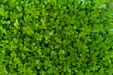 Refreshing close up top view green bush of small-leaved plant. Nature background pattern.