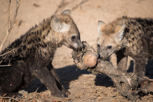 A horizontal, colour image of two young hyena pups, Crocuta crocuta, chewing a bone in the Greater Kruger Transfrontier Park, South Africa.